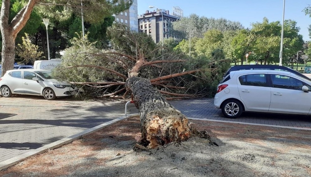 Susto en Yamaguchi: cae un árbol y corta la calle La Rioja