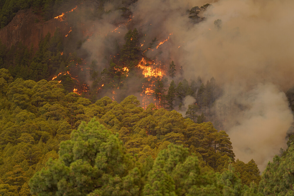Llamas, en el monte, de un incendio forestal, a 16 de agosto de 2023, en Tenerife, Canarias (España). Anoche se declaró un incendio forestal en Tenerife entre las localidades de Candelaria y Arafo. Lo que ha obligado a evacuar los municipios de Arrate, C  / AGENCIAS