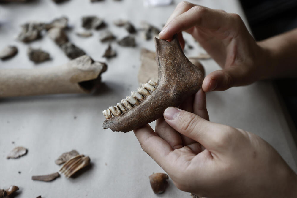 Un arqueólogo de la Sociedad de Ciencias Aranzadi marca alguno de los restos encontrados en las excavaciones del yacimiento de Irulegui