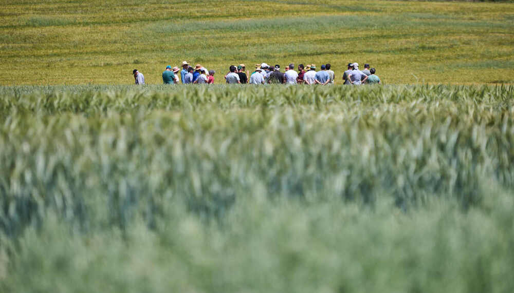 INTIA realiza más de 150 ensayos en toda Navarra para lograr una mayor productividad del cereal