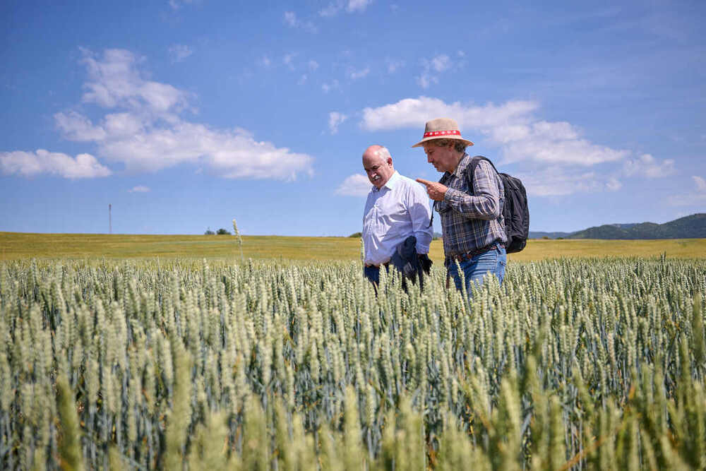 INTIA realiza más de 150 ensayos en toda Navarra para lograr una mayor productividad del cereal