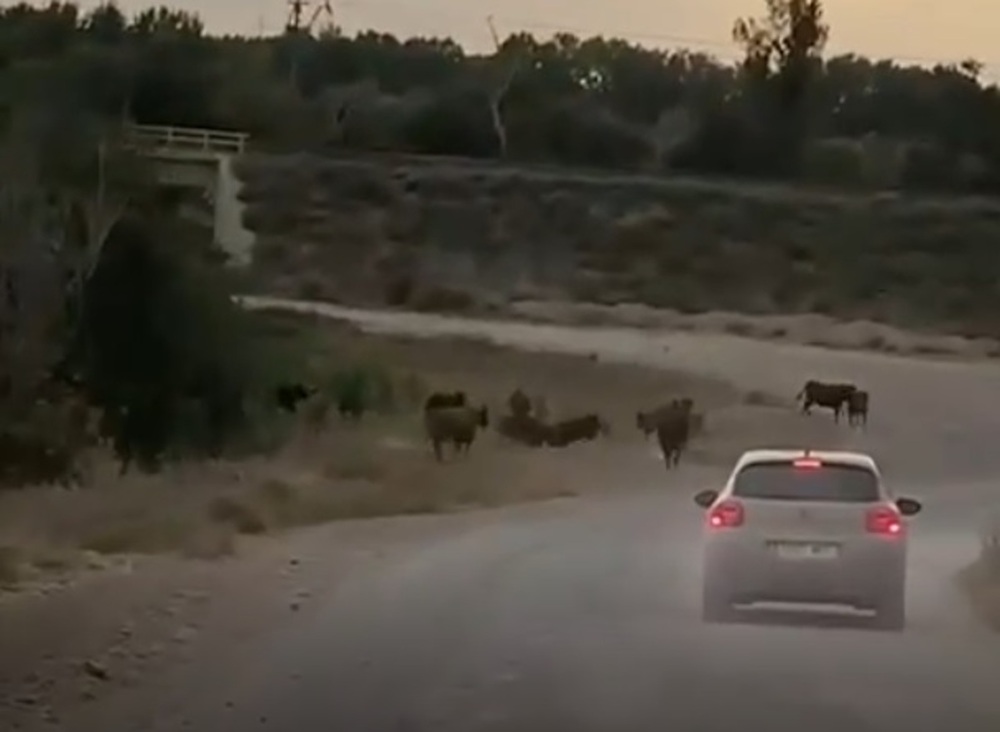 Las vacas del maíz se viralizan en la red