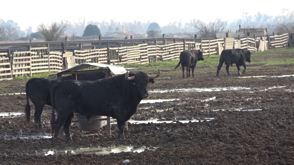 La Ganadería de Pincha se suma a 'Las Ventas' de Madrid