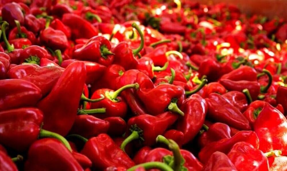 La temporada de pimiento llega a su ecuador