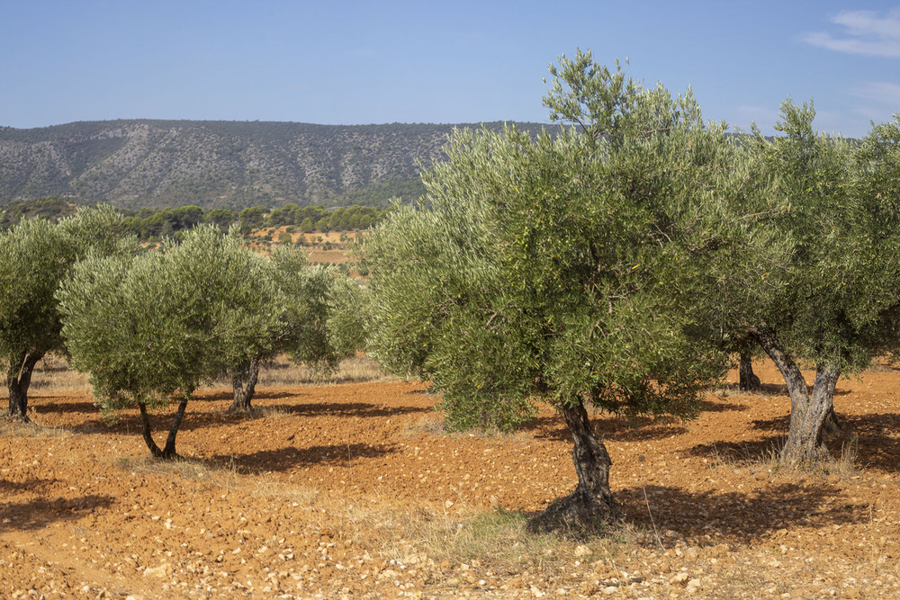 Aceituna castellana: calidad y exclusividad