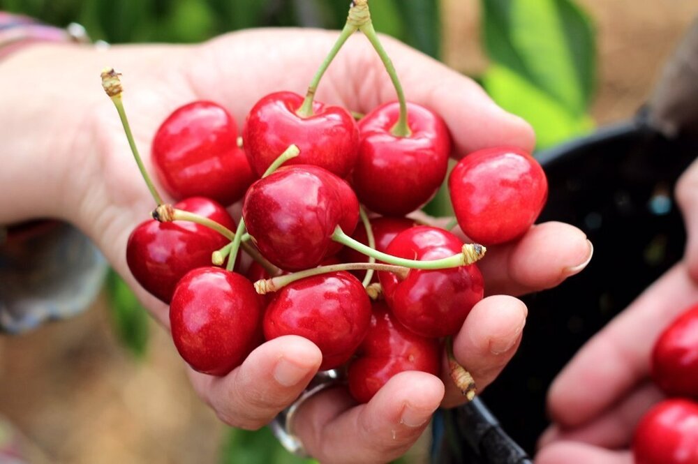 Imagen de un puñado de cerezas 