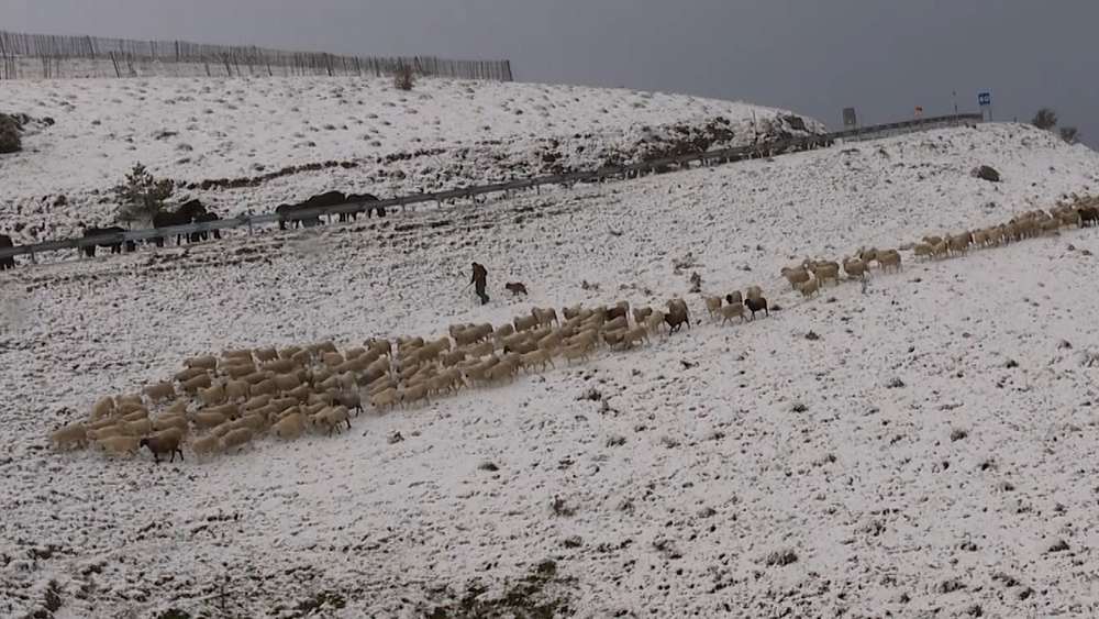 Las ovejas se pasean por el precioso paisaje de Belagua