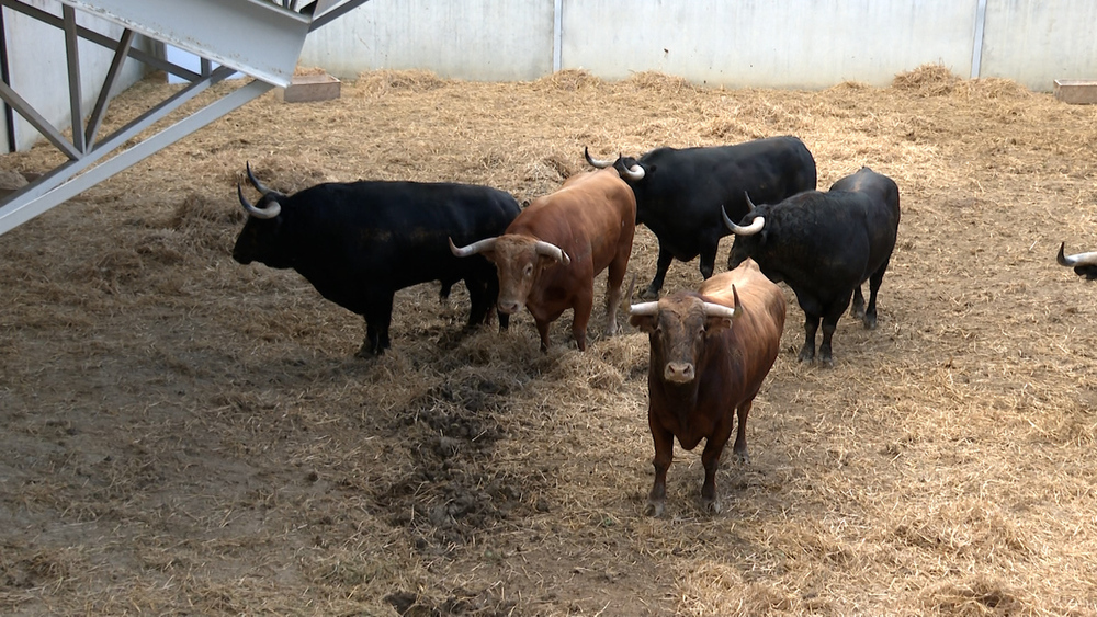 Los toros de Domingo Hernández 