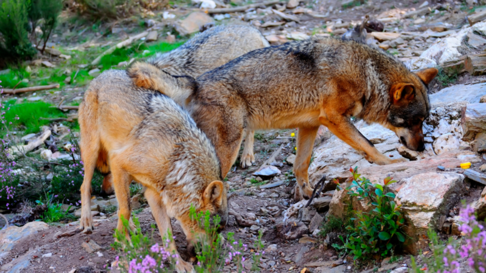 El ataque de un lobo en las Bardenas fue 