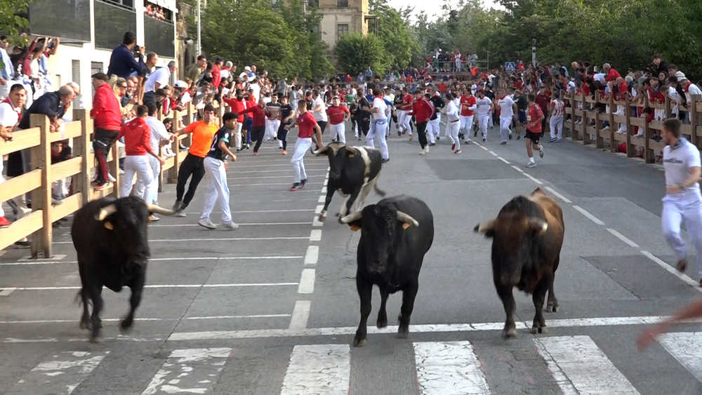 Imagen del sexto y último encierro de Tafalla