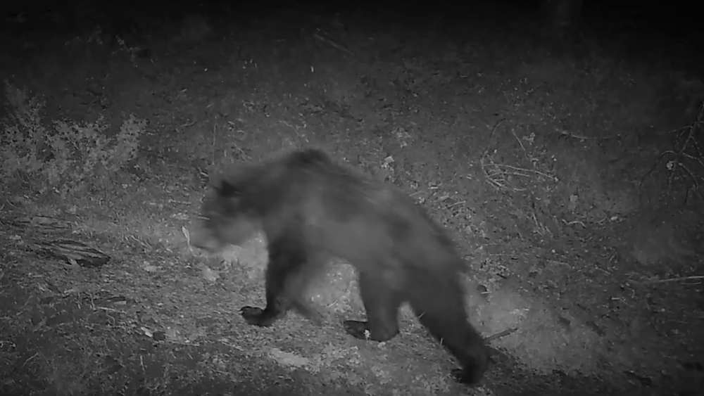 Oso joven en Garde