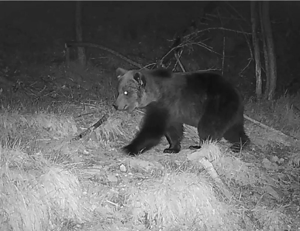 Imagen del oso Beroi captada por Guarderío de Medio Ambiente