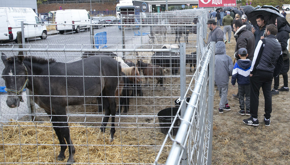 Agustinos acoge la feria de ganado equino de San Miguel