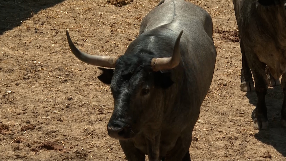 Toros de la ganadería de José Escolar