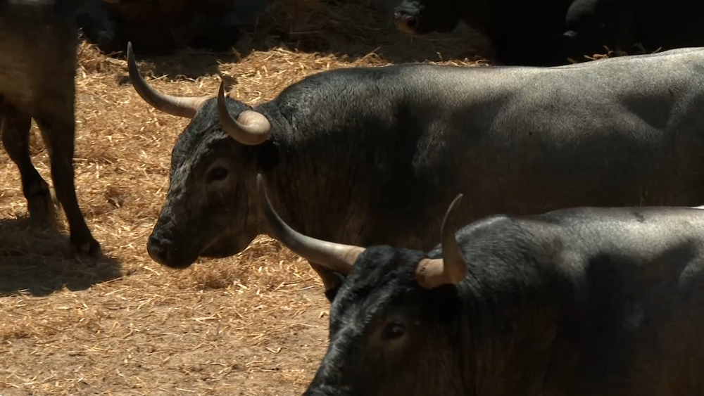 Los toros de José Escolar listos para el 7º encierro