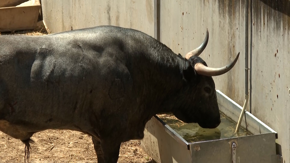 Los toros de José Escolar listos para el 7º encierro