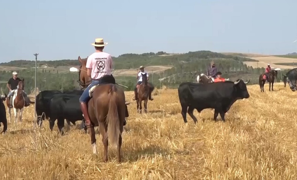 La trashumancia se abre paso en la fiesta de la vaca brava