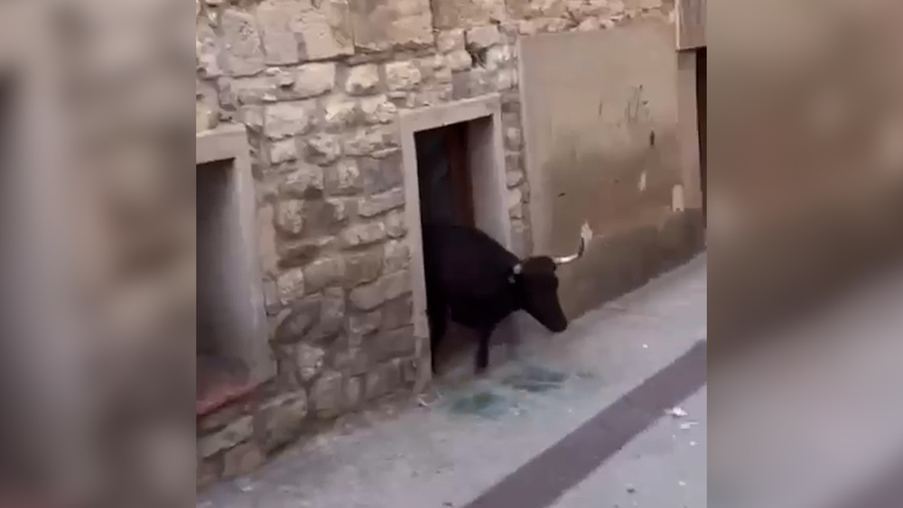 Imagen de la vaca saliendo de la vivienda