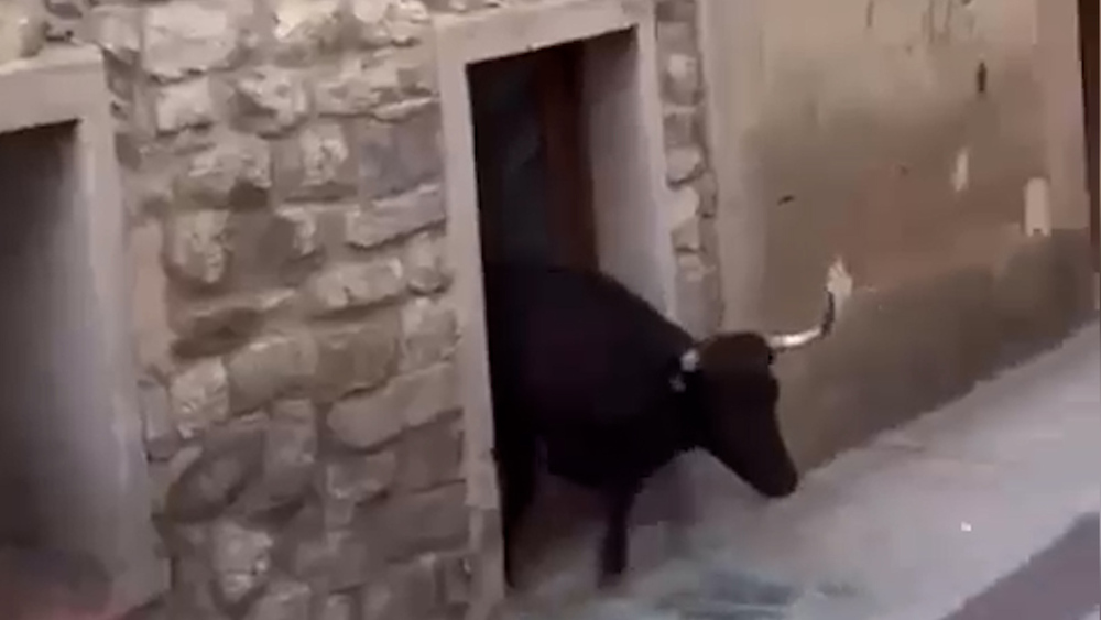 Una vaca se cuela en una casa abandonada en Miranda de Arga