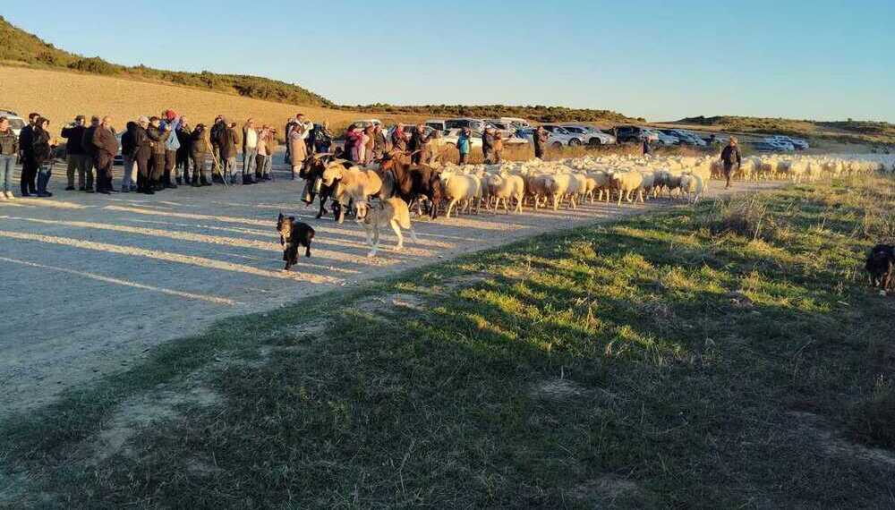 Carcastillo recibe a miles de ovejas procedentes del Pirineo