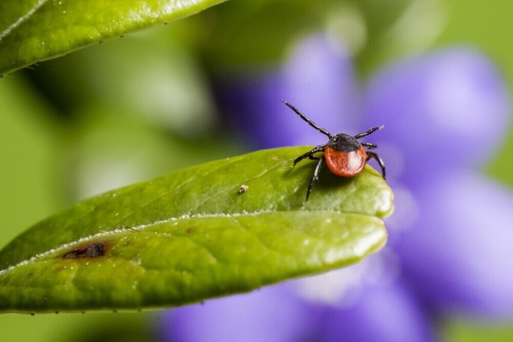 El MUN acerca los insectos a la ciudadanía