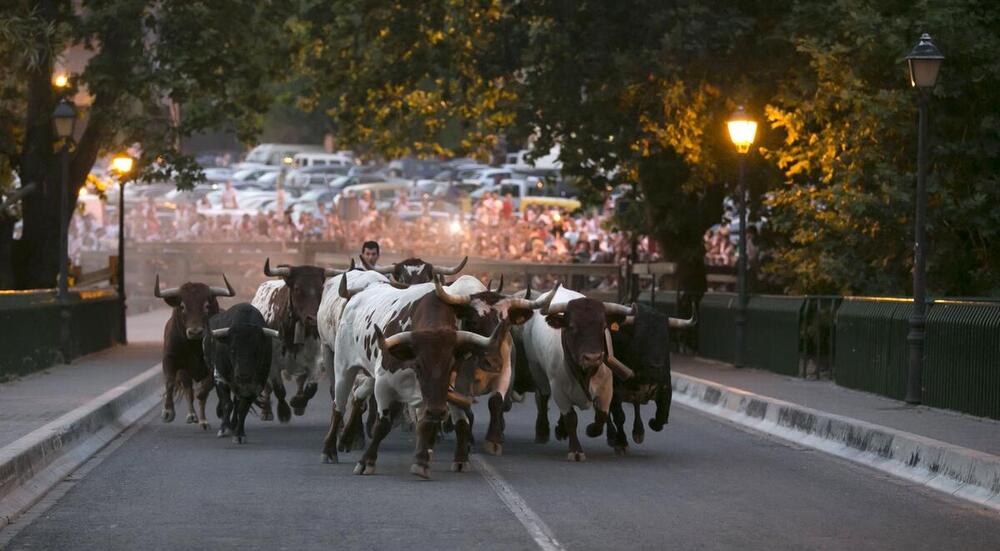 Los Miura protagonizarán el último Encierrillo de San Fermín