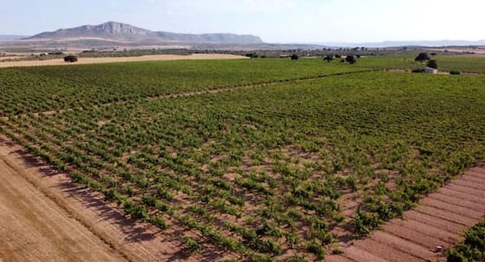 Vista aérea de viñedos en la DOP Almansa.