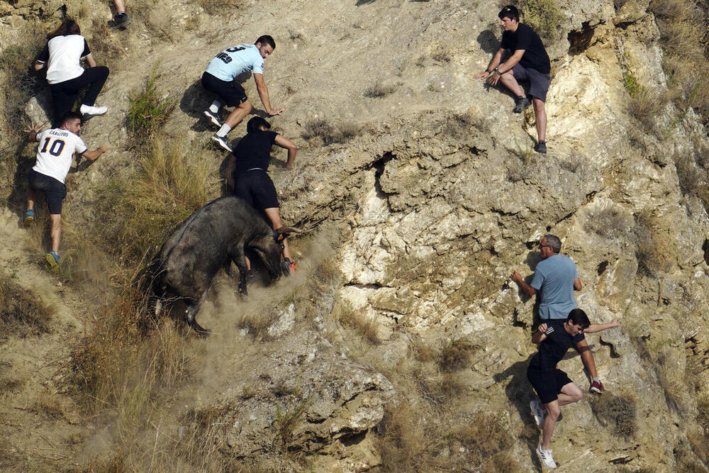 La impotencia de Teodoro Vergara con sus vacas