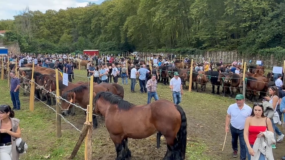 Urdax reúne a lo mejor de la raza equina 'Burguete'