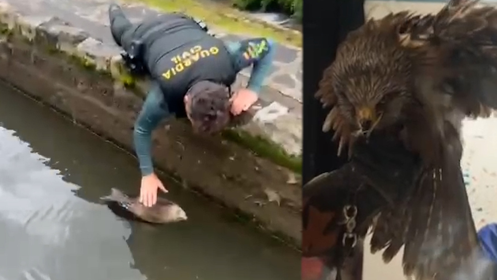 Guardia Civil salva de morir ahogada a un águila ratonera 