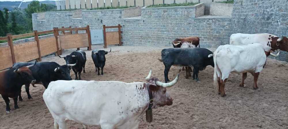 Los Miura aguardan en Santo Domingo a culminar el último encierro de San Fermín