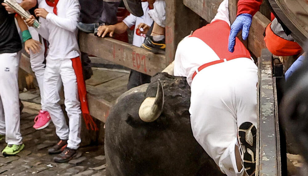 Un mozo es embestido por uno de los toros de la ganadería sevillana de Miura 