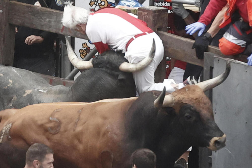 Un mozo es embestido por uno de los toros de la ganadería sevillana de Miura 