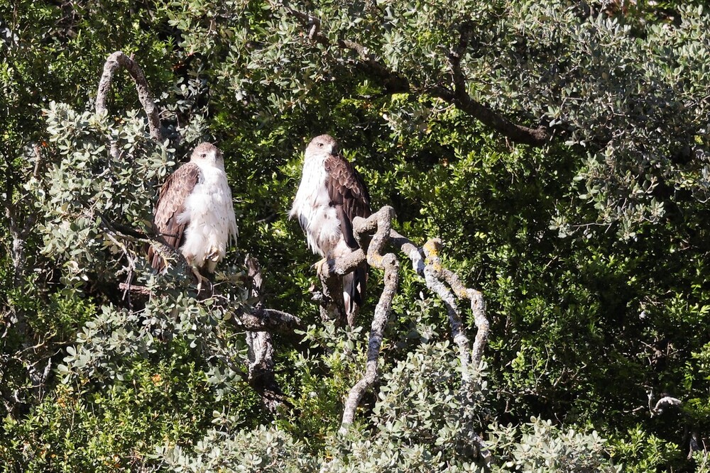 El pollo 'Urri' junto a 'Lizar' en las cercanías de Lumbier 