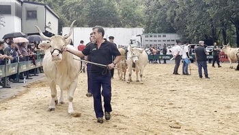 El mejor ganado vacuno pirenaico se cita en Elizondo