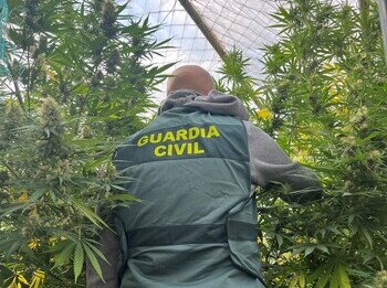 Desmanteladas varias plantaciones de marihuana en Navarra