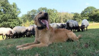 Falces trabaja el pastoreo con perros