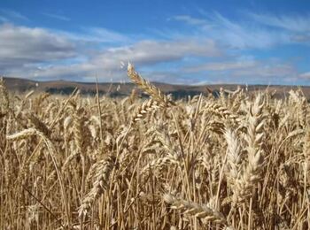 El trigo blando es el cultivo de mayor producción en Navarra