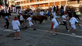 Encierro de novillos sin sobresaltos en Estella - Lizarra