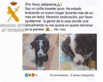 Varios navarros estafados por comprar mascotas online