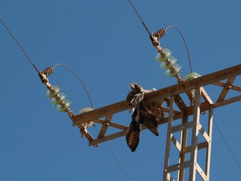 Navarra adaptará los tendidos para proteger a las aves