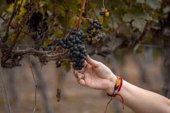 La DO Rueda incluye en su catálogo ocho variedades más de uva