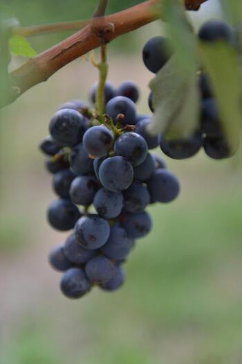 Otazu recolecta por primera vez la variedad autóctona Berués