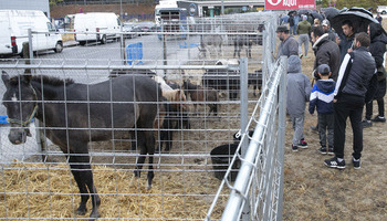 Agustinos acoge la feria de ganado equino de San Miguel