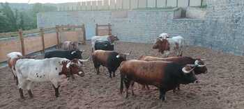 Los toros de La Palmosilla abren los encierros de 2024