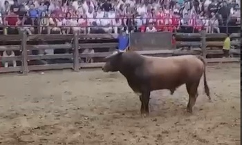 Herido grave un recortador de toros en Carcastillo