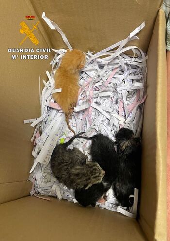 Rescatadas cuatro crías de gato abandonadas en Donamaría