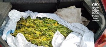 Detenidos en Monreal con 15 plantas de marihuana en el coche