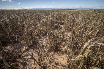 ASAJA, COAG y Cooperativas piden la Mesa de la Sequía