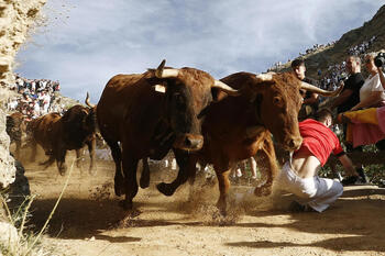 La casta navarra impone su carácter en el Pilón de Falces